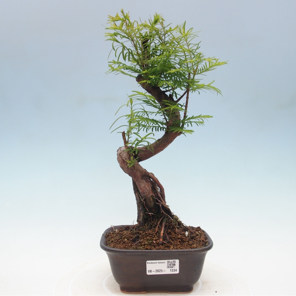 Vonkajšie bonsai - Metasequoia glyptostroboides - Metasekvoja Čínska