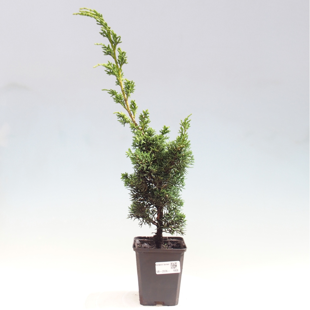 Vonkajší bonsaj - Juniperus chinensis Kishu