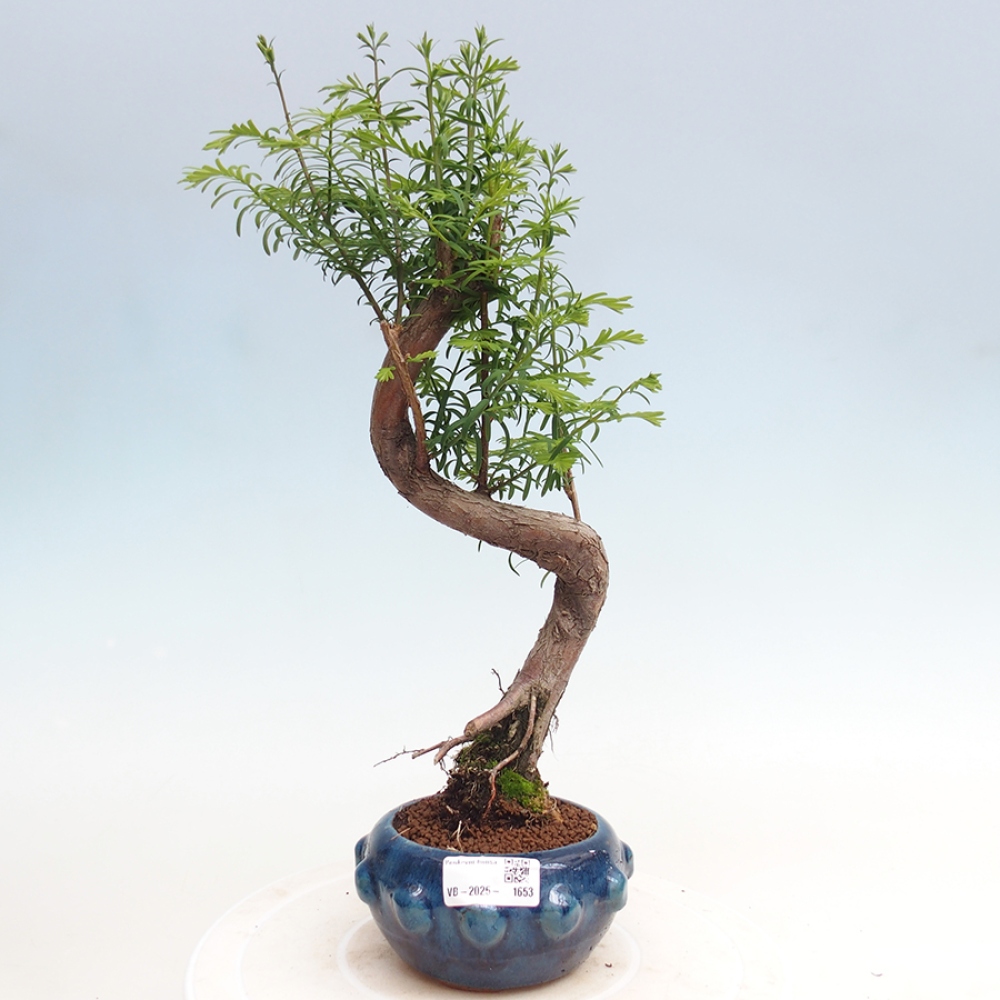 Vonkajšie bonsai - Metasequoia glyptostroboides - Metasekvoja Čínska