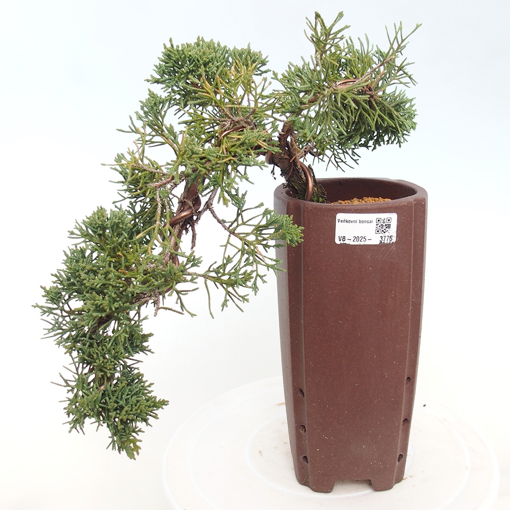 Vonkajší bonsaj - Juniperus chinensis Kishu