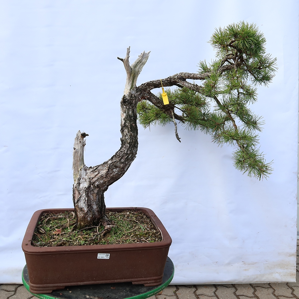 Pinus sylvestris Španielsko – borovica lesná
