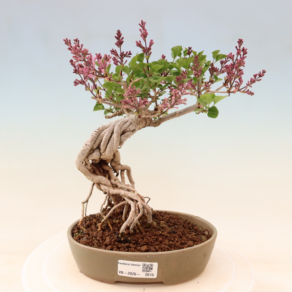 Vonkajší bonsaj - Syringa microphylla - drobnokvetý šeřík