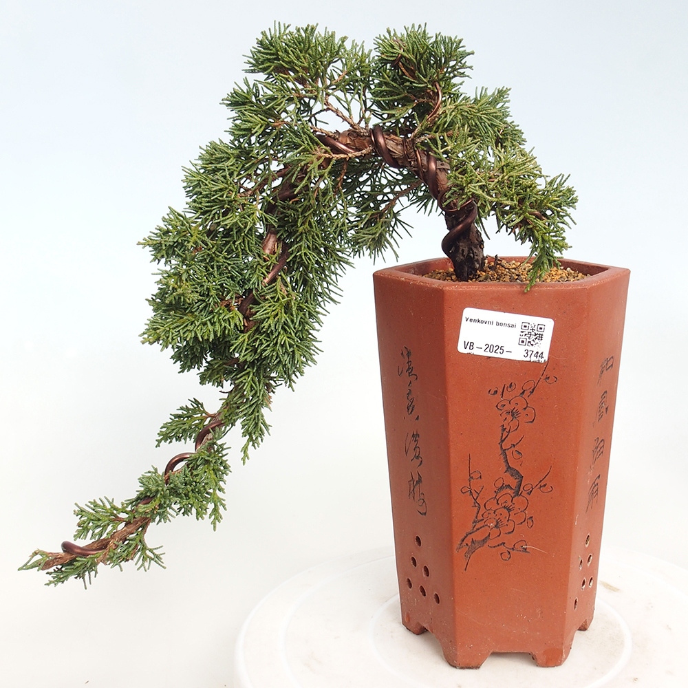 Vonkajší bonsaj - Juniperus chinensis Kishu