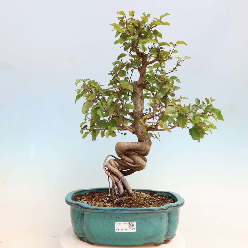 Vonkajšie bonsaje -Carpinus CARPINOIDES - Hrab kórejský