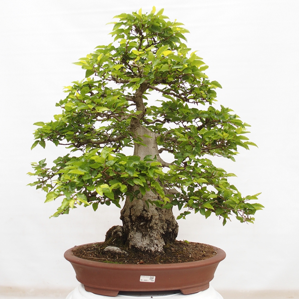 Vonkajší bonsai -Carpinus CARPINOIDES - Hrab kórejský