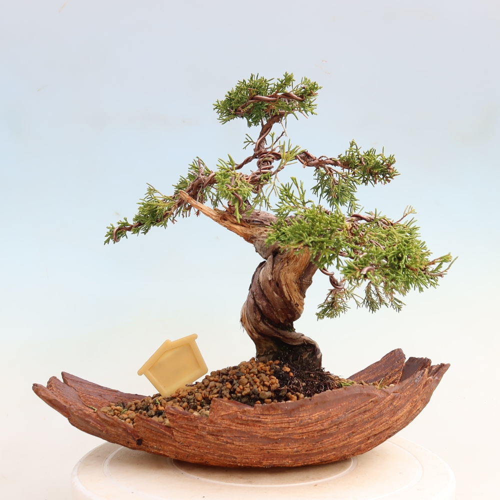 Vonkajší bonsai – Juniperus chinensis Itoigawa – čínsky jalovec
