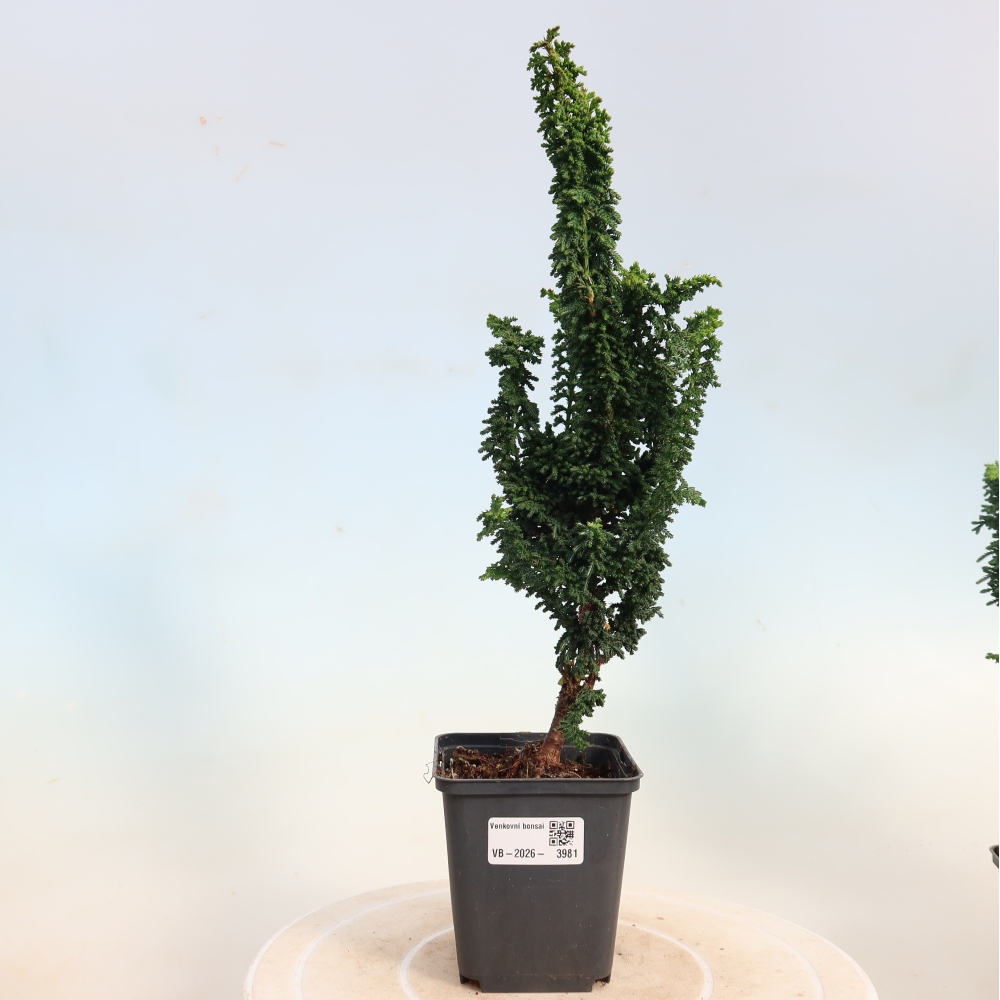 Vonkajší bonsaj - Cham. obtusa SEKKA HINOKI - Cypruštek