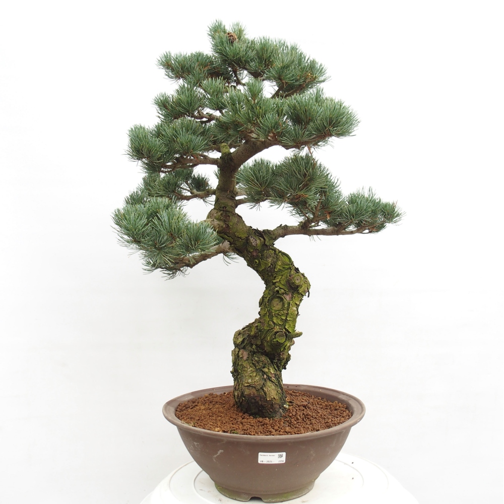 Vonkajšie bonsai - Pinus parviflora - Borovica drobnokvetá