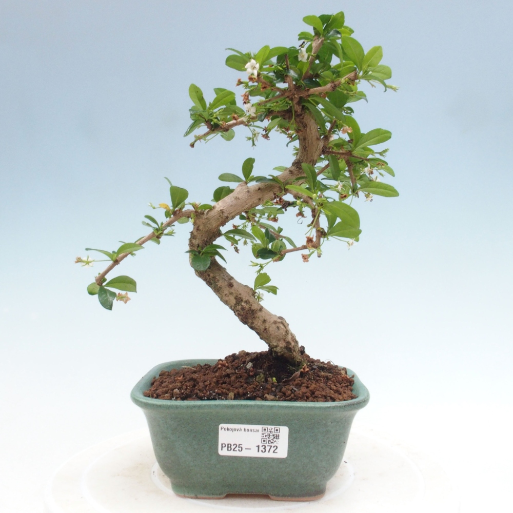Izbová bonsai - Carmona macrophylla - Čaj fuki