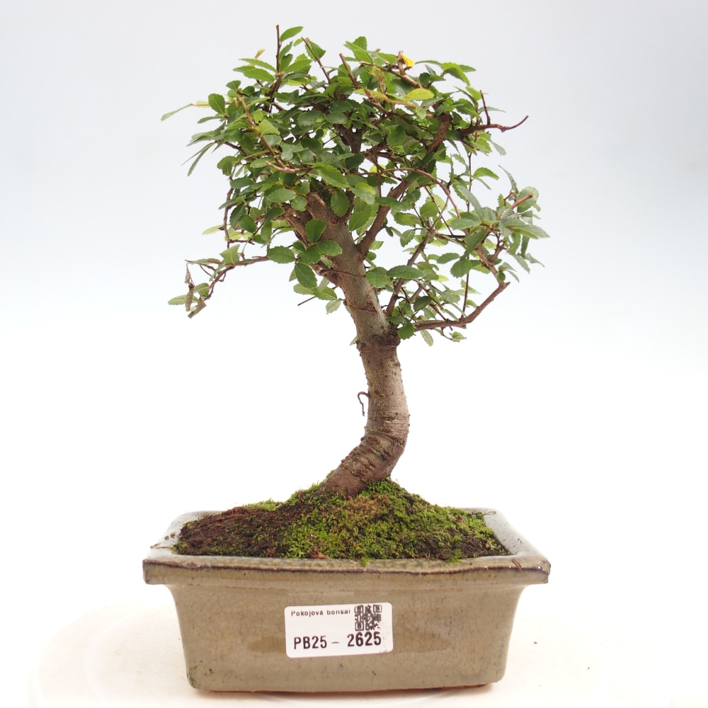 Izbová bonsai - Ulmus parvifolia - malolistá brest