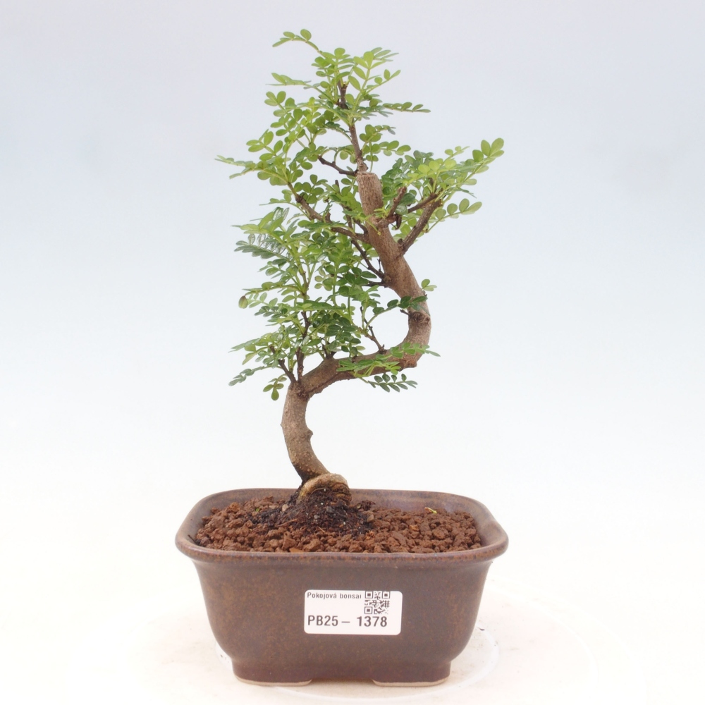 Izbová bonsai - Zantoxylum piperitum - piepor