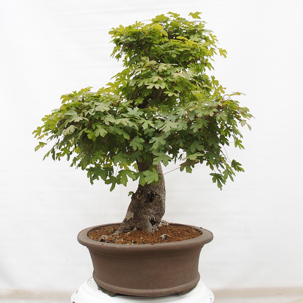 Vonkajší bonsai - Javor Francúzsky - Acer Nonspessulanum