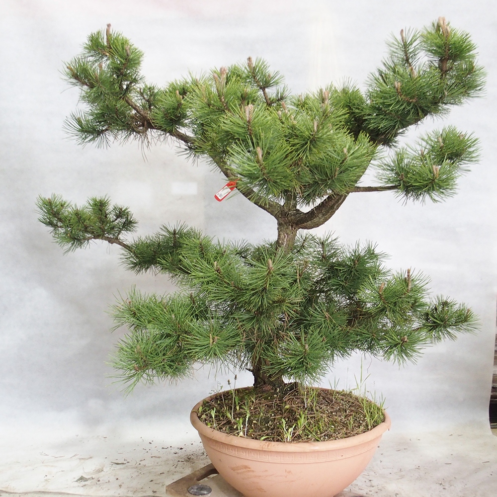 Vonkajší bonsai - Pinus Nigra - Borovica čierna