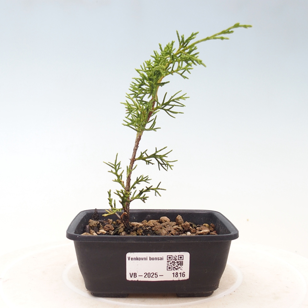 Vonkajší bonsai - Juniperus chinensis Itoigawa -Jalovec čínsky