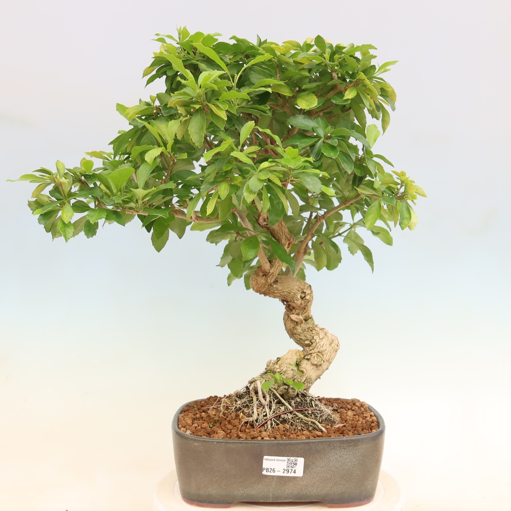 Izbový bonsaj - Duranta erecta Aurea