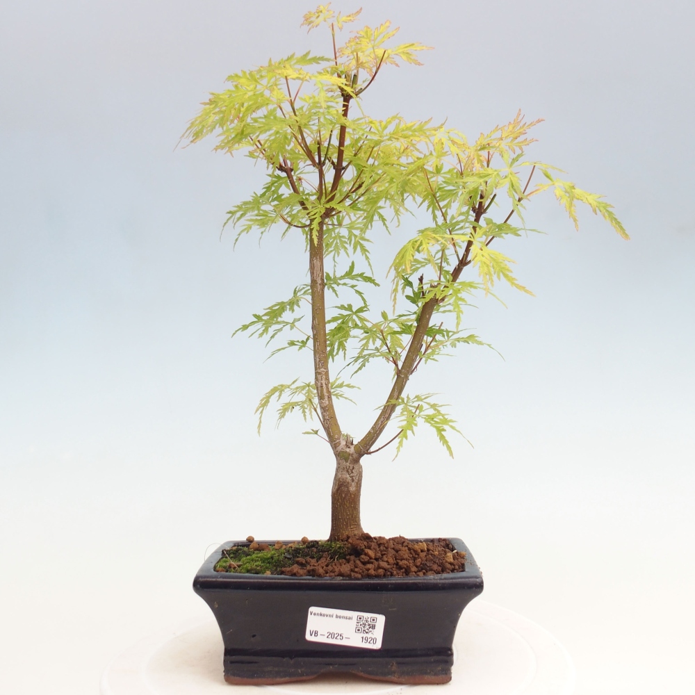 Vonkajšie bonsai - Acer palmatum Dissectum - Javor dlaňolistý 