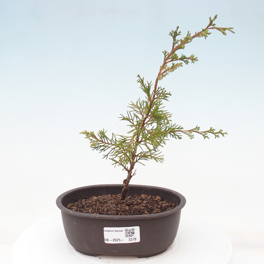 Vonkajší bonsai - Juniperus chinensis Itoigawa -Jalovec čínsky