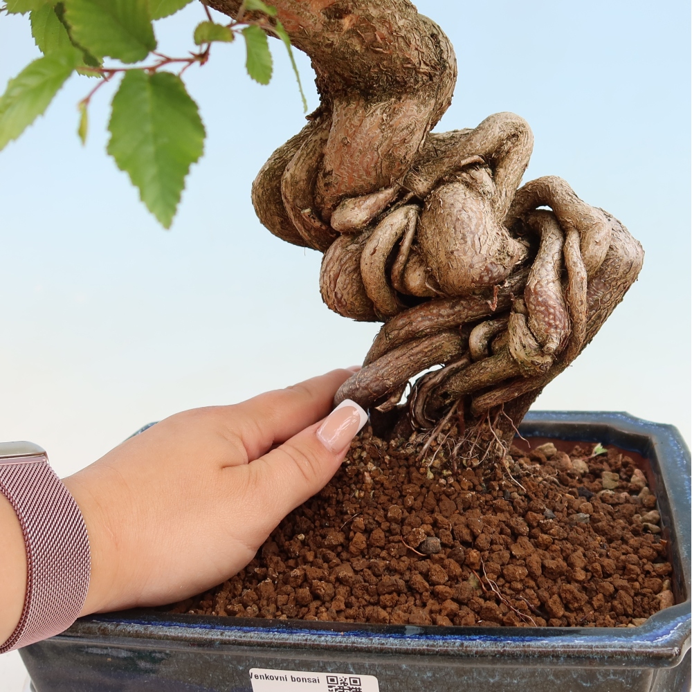 Vonkajší bonsaj -Carpinus coreana - Hrab kórejský