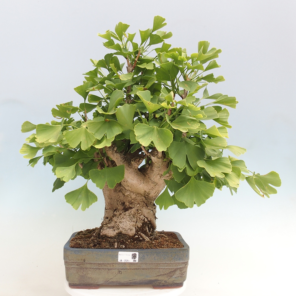 Vonkajší bonsai - Jinan dvojlaločný - Ginkgo biloba