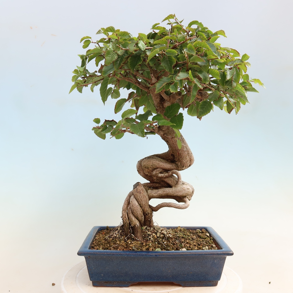 Vonkajšie bonsaje -Carpinus CARPINOIDES - Hrab kórejský