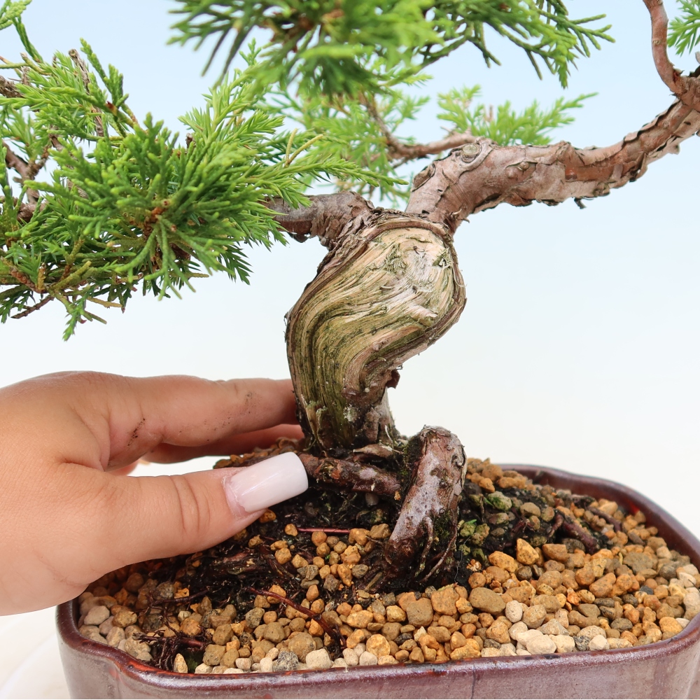 Vonkajší bonsaj - Juniperus chinensis Itoigawa