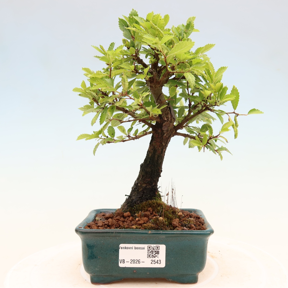 Vonkajšie bonsaje - Zelkova - Zelkova NIRE