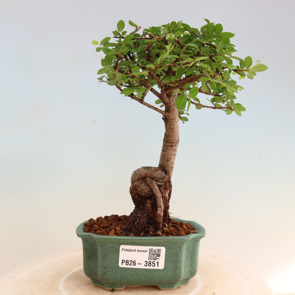 Izbový bonsaj - Ulmus parvifolia - brest malolistý