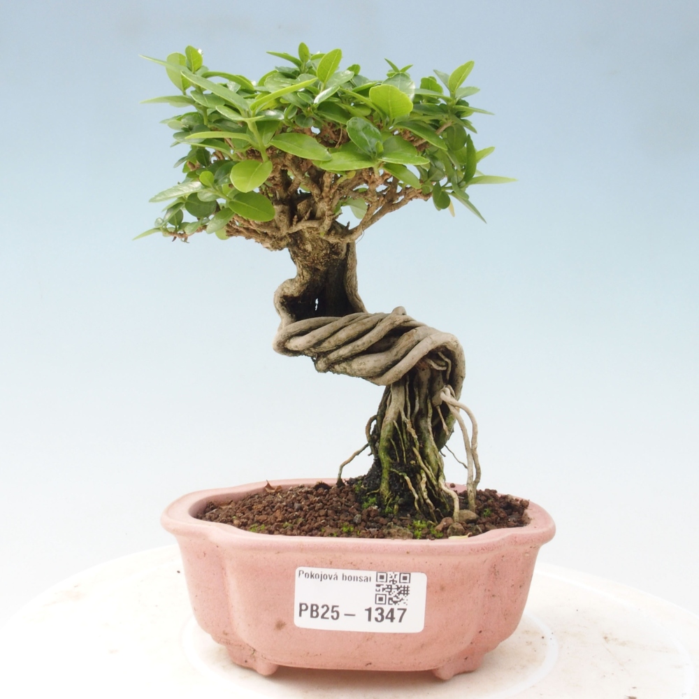 Izbová bonsai - Premna serratifolia - Kozlovoň malolistá