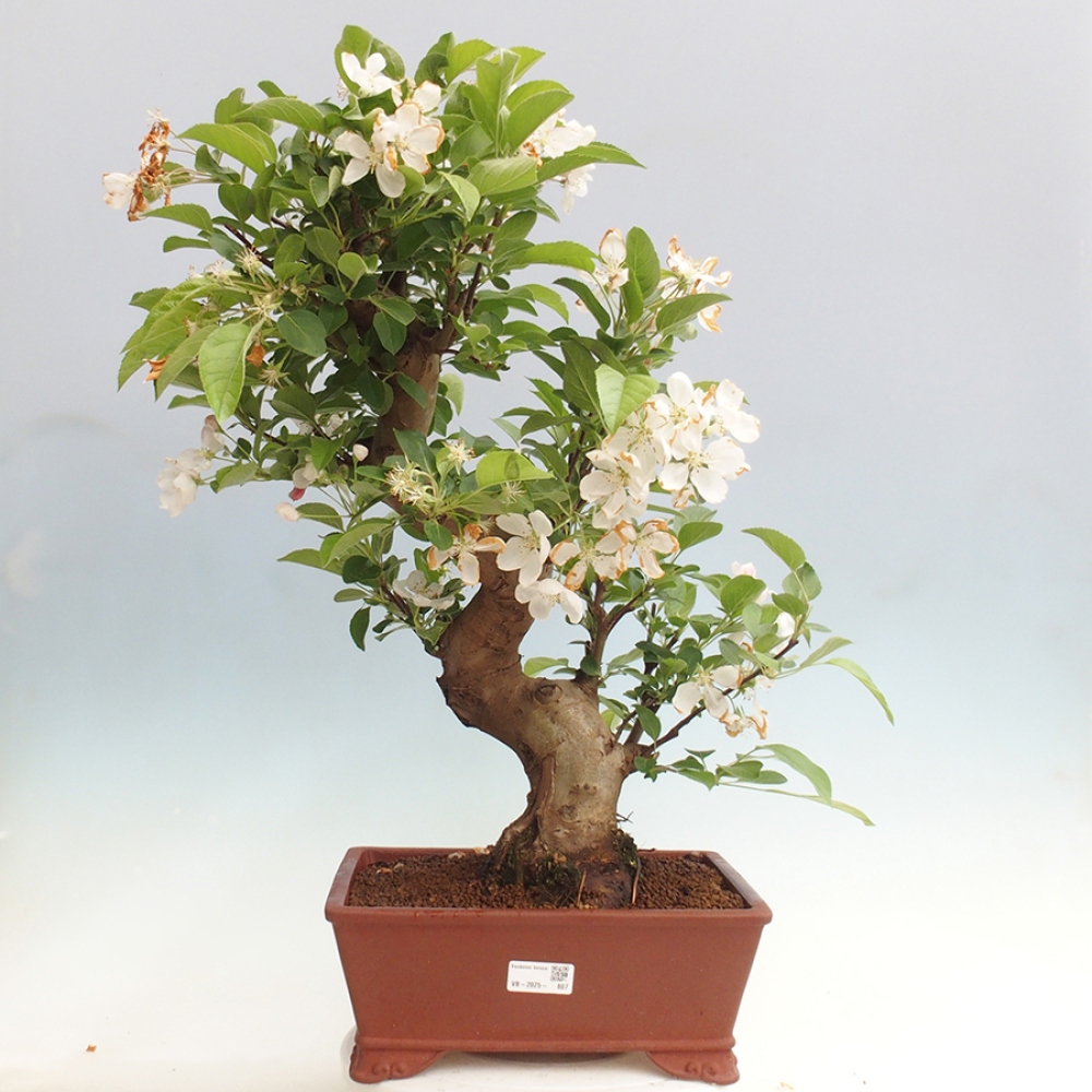 Vonkajší bonsai -Malus halliana - Maloplodá jabloň