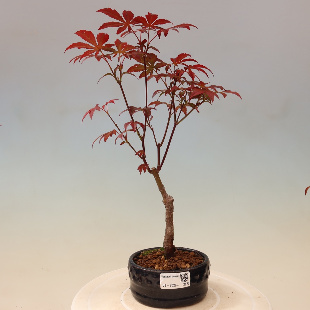 Vonkajšia bonsaj - palma Acer. Atropurpureum-Javor palmový