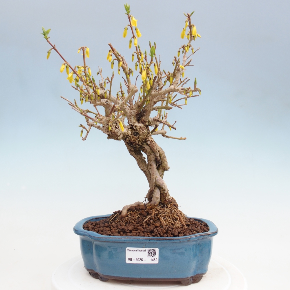 Vonkajšie bonsaje - Zlatice - Forsythia koreana