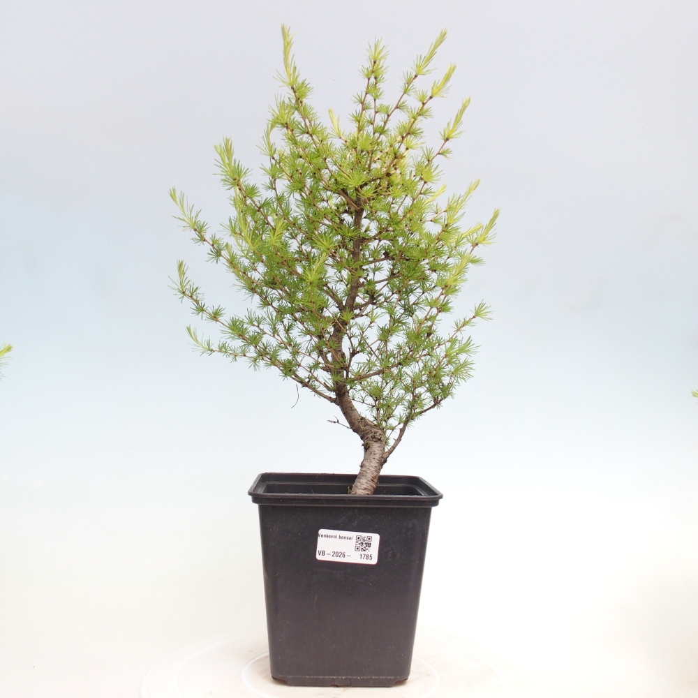 Vonkajšie bonsaje -Larix decidua - Smrekovec