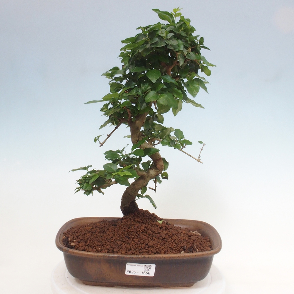Izbová bonsai -Ligustrum chinensis - Vtáčí zob