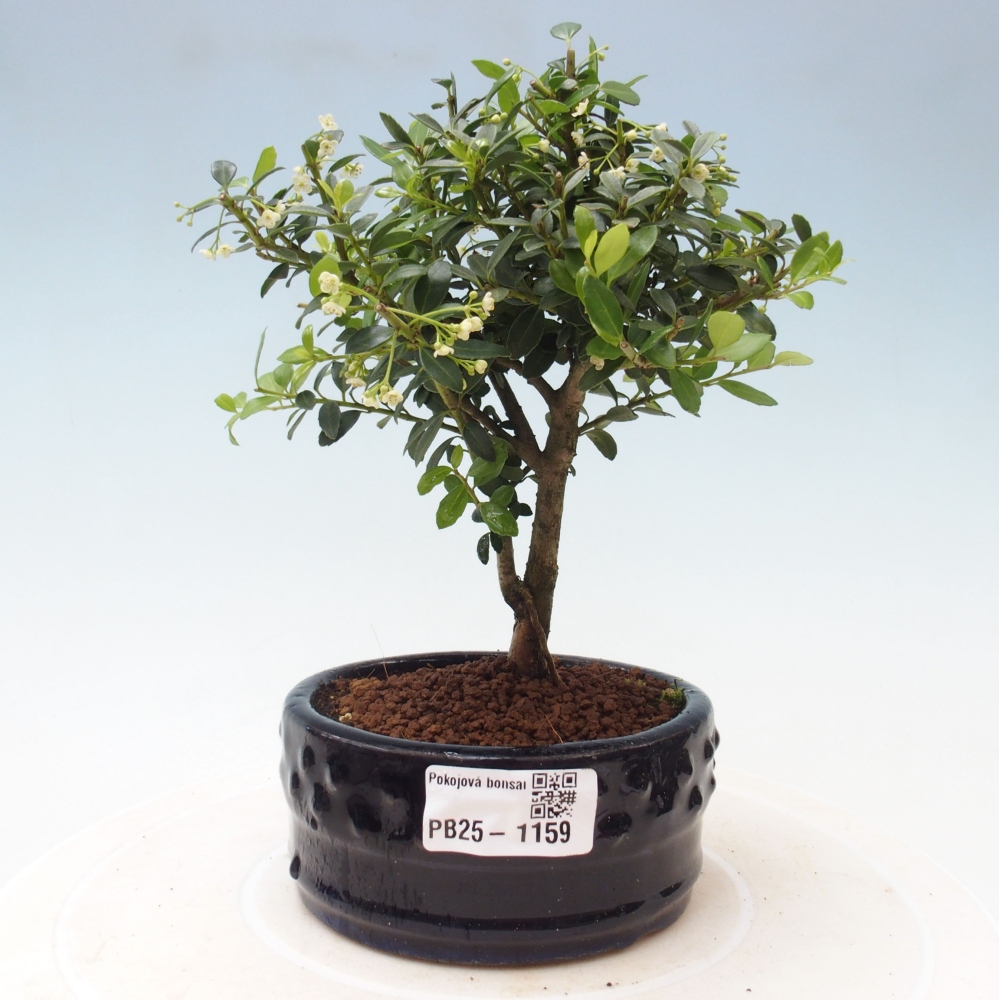 Izbová bonsai - Ilex crenata - Cezmína