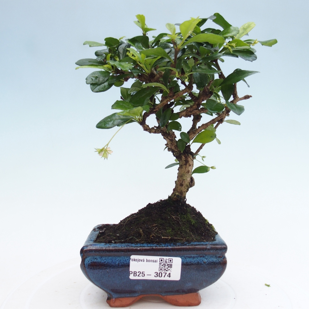 Izbová bonsai - Carmona macrophylla - Čaj fuki