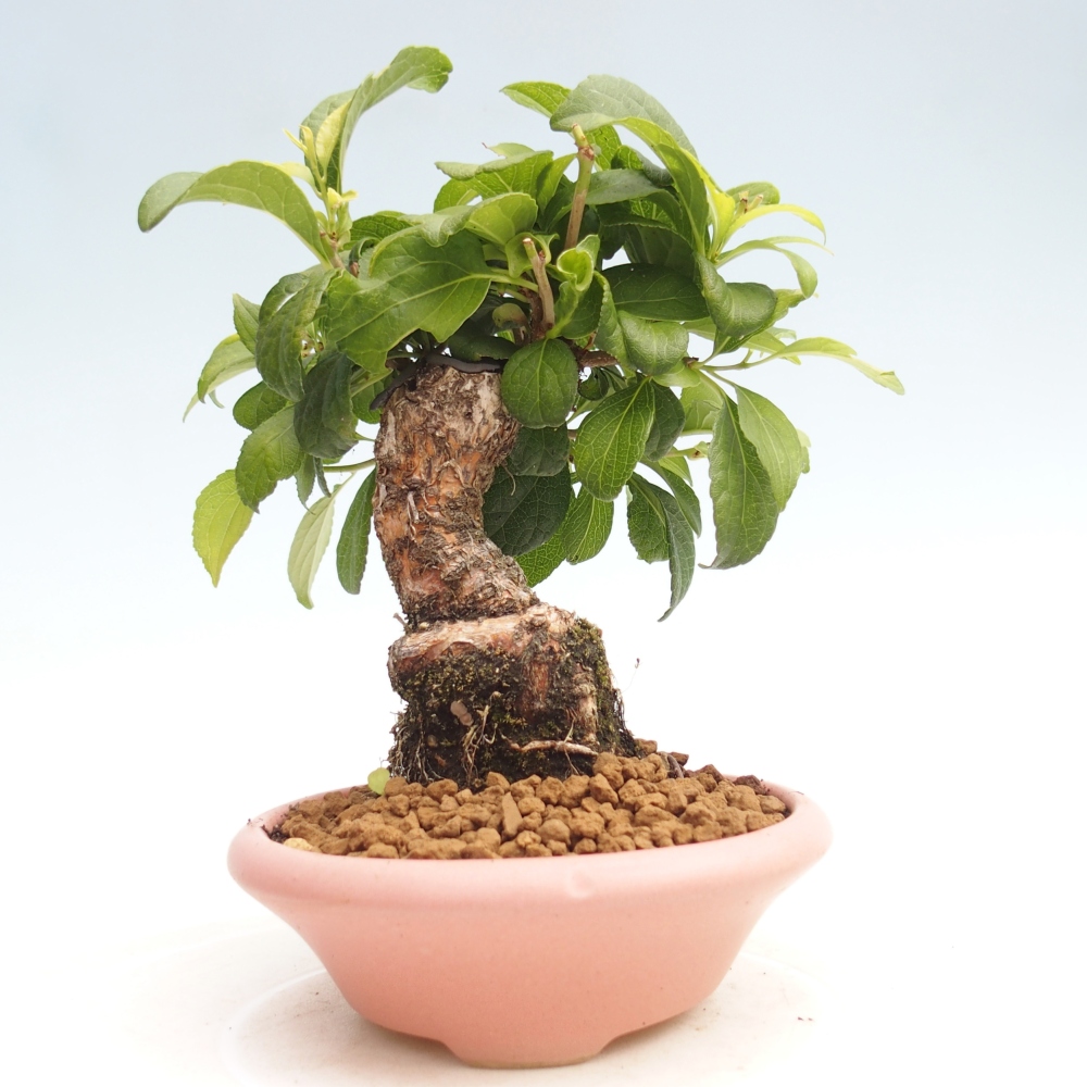 Vonkajšie bonsai - Celastrus Jesenec