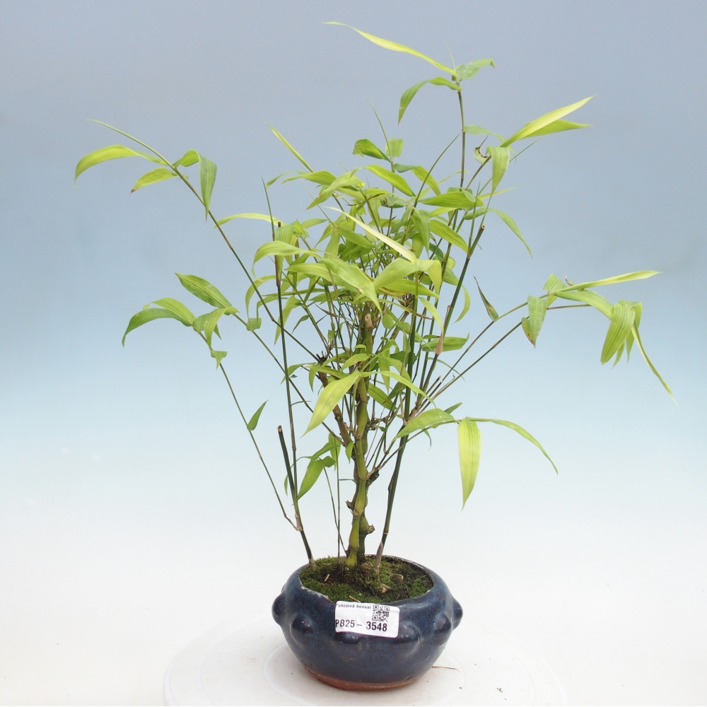Izbové bonsaje - Bambusové brucho - Bambusové brucho