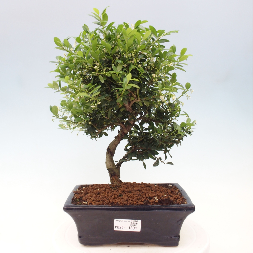 Izbová bonsai - Ilex crenata - Cezmína