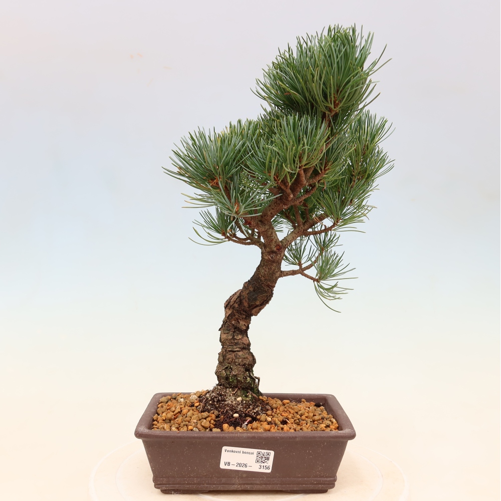Vonkajšie bonsaje - Pinus parviflora - Pinus parviflora