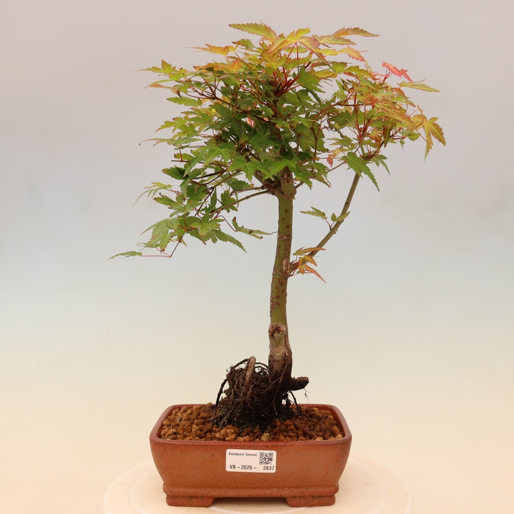 Javor poľný - Acer palmatum Beni Tsukasa