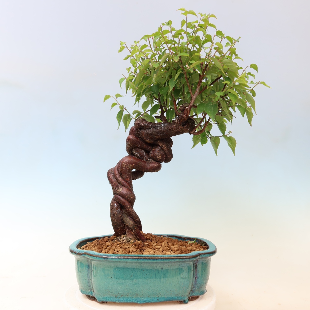 Vonkajšie bonsaje – Japonská marhuľa – Prunus Mume