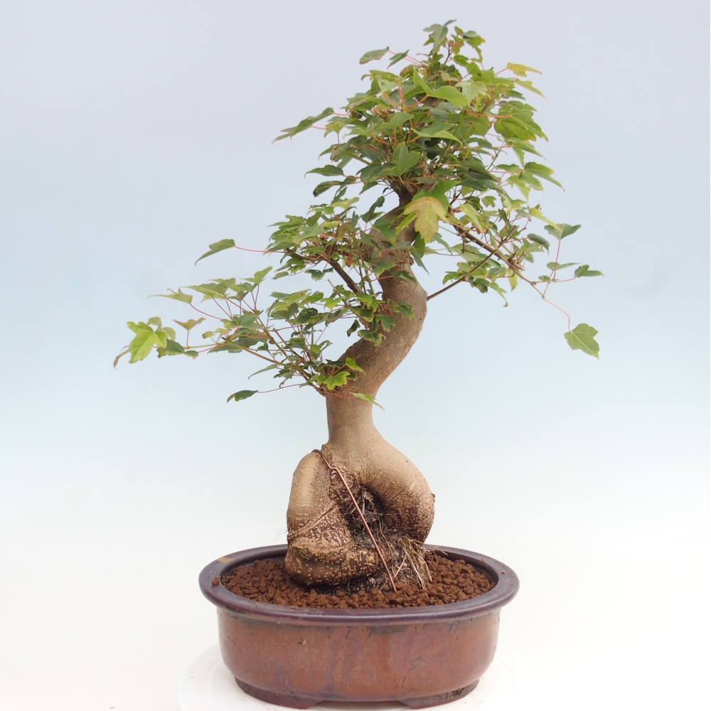Vonkajšie bonsai - Javor Buergerianum - Javor Burgerův