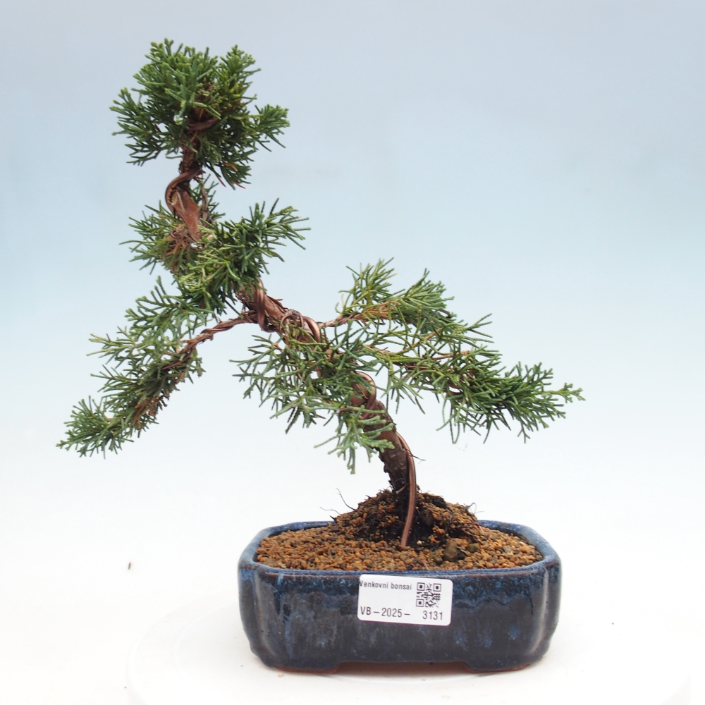 Vonkajší bonsai - Juniperus chinensis Kishu -Jalovec čínsky