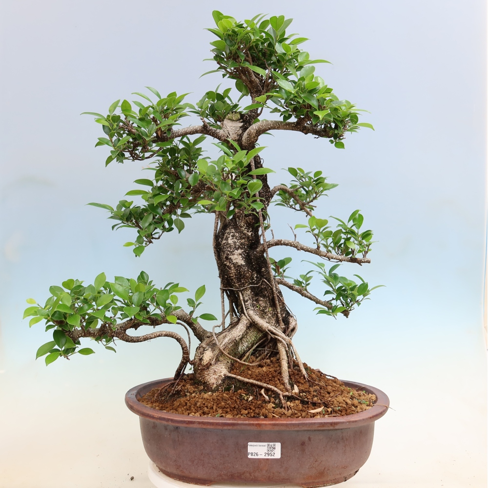 Izbové bonsaje - Ficus kimmen - drobnolistý fikus