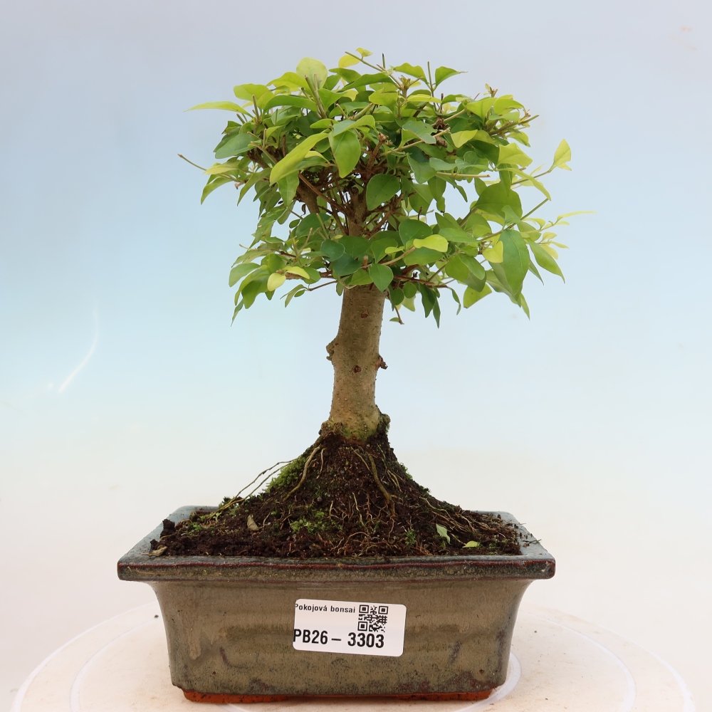 Izbový bonsaj -Ligustrum chinensis - Vtáčí zobák