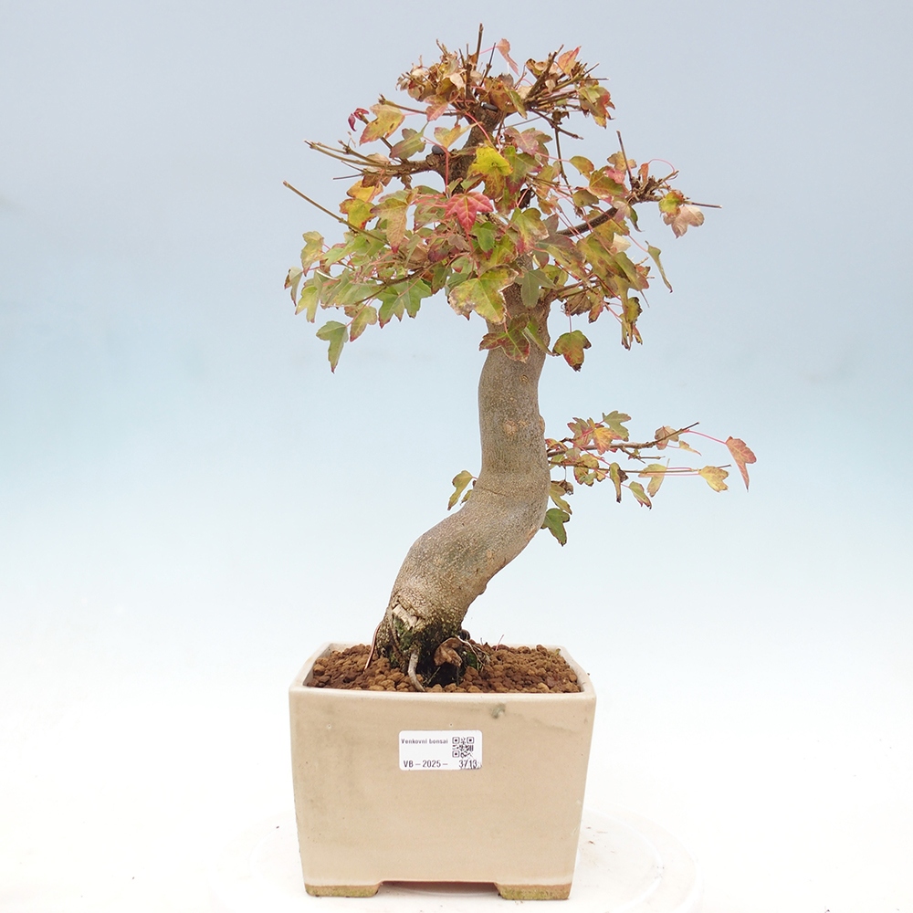 Vonkajšie bonsai - Javor Buergerianum - Javor Burgerův