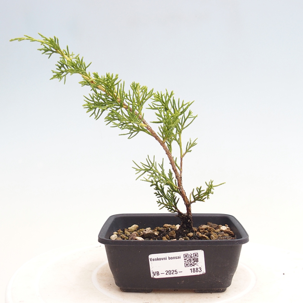Vonkajší bonsai - Juniperus chinensis Itoigawa -Jalovec čínsky