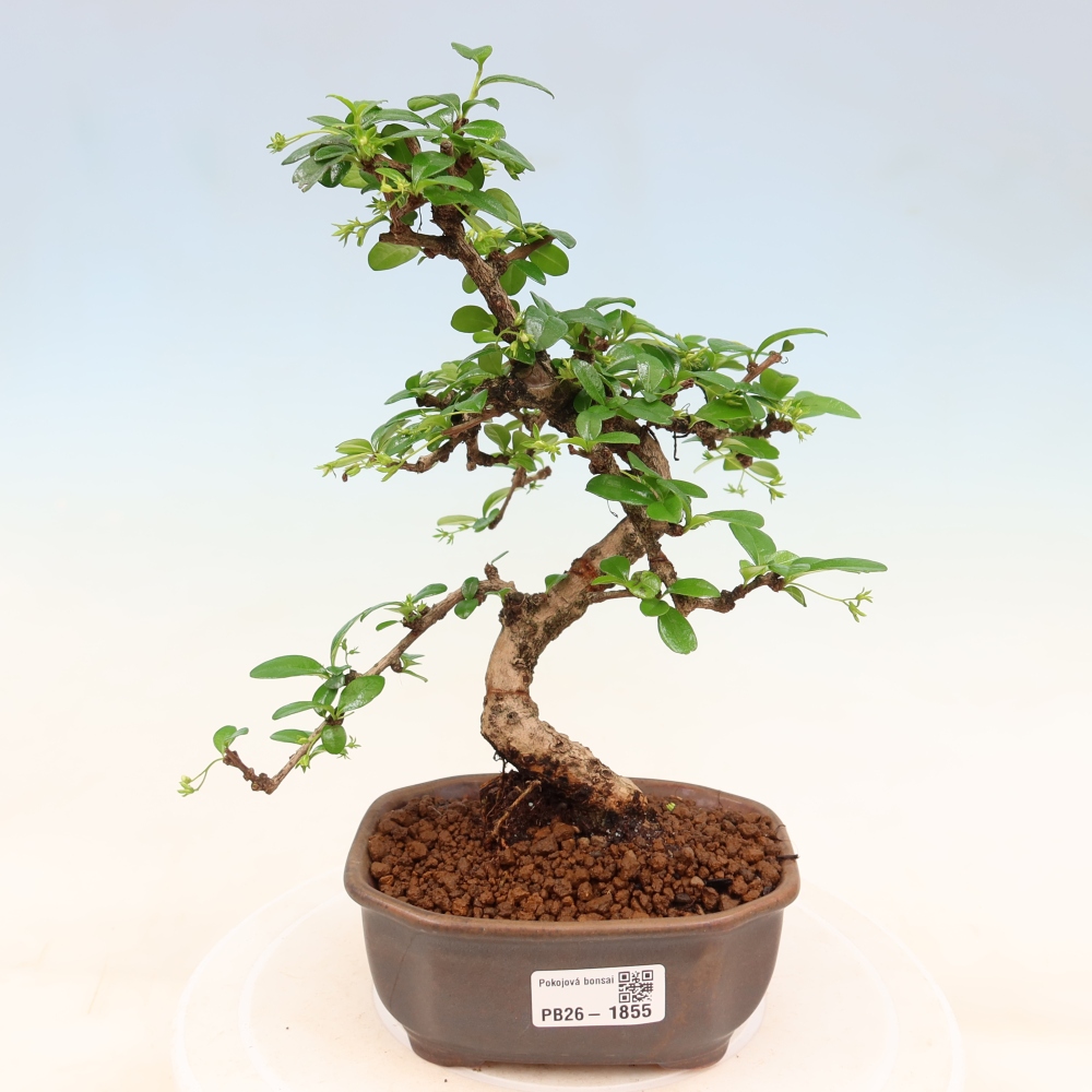 Izbové bonsaje - Carmona macrophylla - Tea fuki