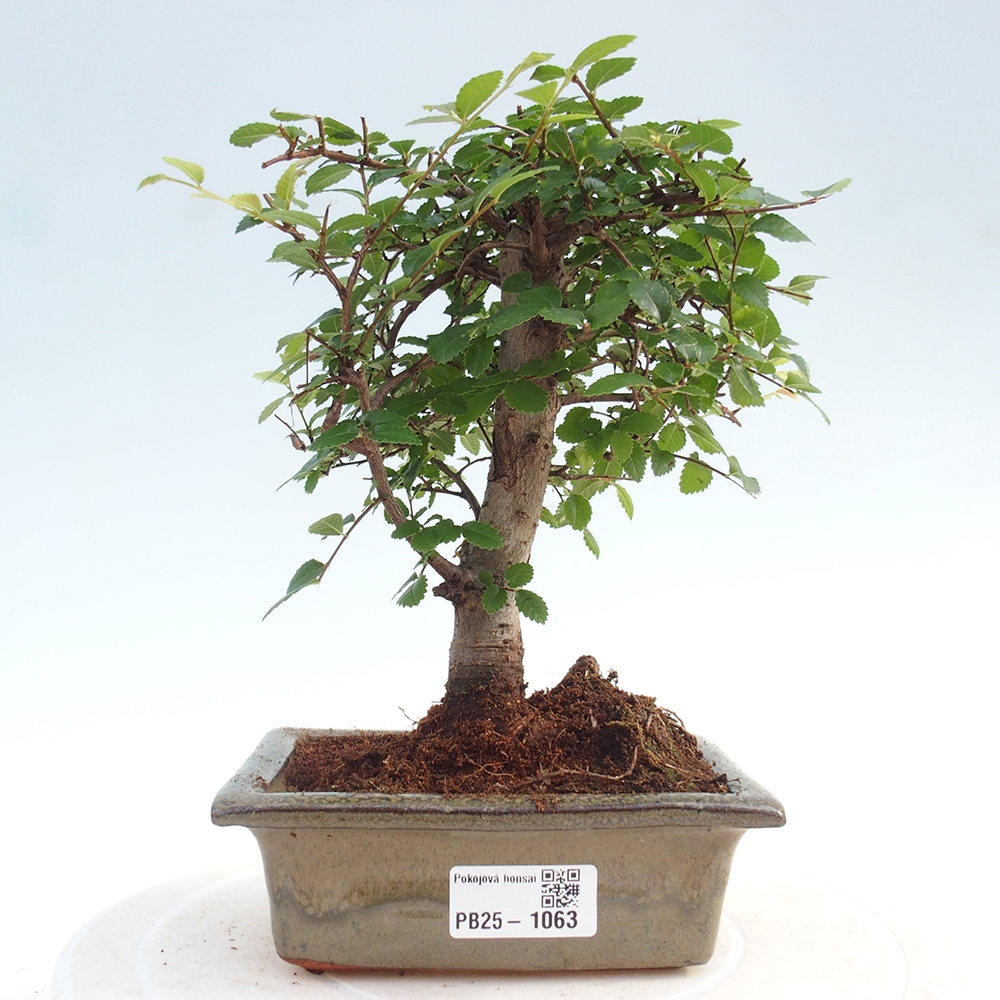 Izbová bonsai - Ulmus parvifolia - Malolistý brest