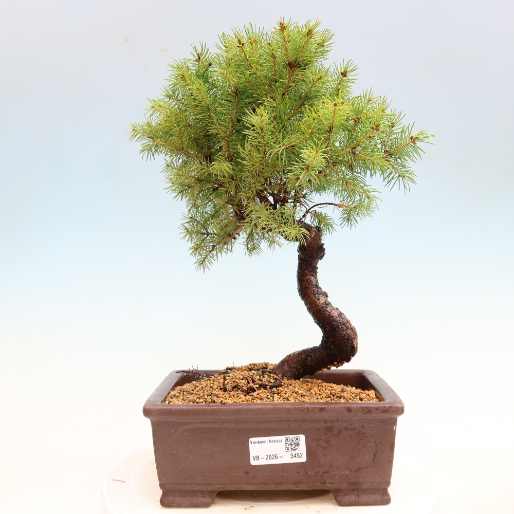 Vonkajší bonsai – Smrek sivý – Picea glauca globe